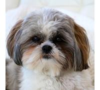 Shih Tzu Dog Greeting Card Square - Gift Idea Special Occasion Blank Inside with Envelope Premium Unique Design Animal Cute Illustrated Wildlife Quality Included UK Designed