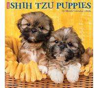 Shih Tzu Puppies 2026 Wall Calendar