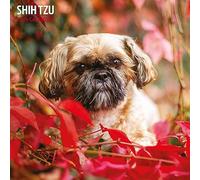 Shih Tzu Traditional 2024 Calendar