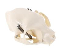 SHINEOFI 1pcs Cat Skull Skeleton Model Portable Size Realistic Appearance Pvc Material with Comprehensive Guide Detailed Anatomical Instructions and Home Decor