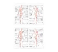 SHINEOFI 2pcs Human Anatomy Poster Human Dissection Poster Science Anatomy Cloth Material Easy to Read Practical Educational Wall Charts for Classroom and Laboratory Use