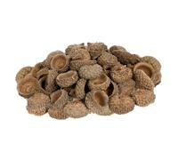 SHINEOFI 50 Pcs Natural Acorn Shells Durable Craft Ornaments for Autumn Wedding Party Hanging Decor Eco Friendly Dried Acorn Caps for Christmas Tree Art and DIY Crafting Supplies