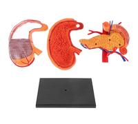 SHINEOFI Biological Stomach Anatomical Model with Vivid Details for School Teaching Medical Education Supply for Human Digestive System Study and Classroom Demonstration
