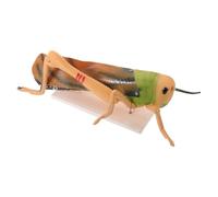 SHINEOFI Grasshopper Anatomical Model for Biology Labs and Science Classroom, Detachable Pvc Insect Model Hands-on Teaching Demonstrations, for Entomology Teachers and Students