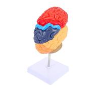 SHINEOFI Human Brain Anatomical Model for Teaching Realistic Half Brain Structure with Color-coded Functional Areas Educational Neuroscience Tool for Schools and Medical Training