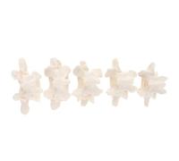 SHINEOFI Life Size Lumbar Spine Model for Teaching Patient Education and Anatomical Study, Lightweight Pvc Human Vertebral Spine Demonstration Model