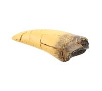 SHINEOFI Realistic Resin Dinosaur Tooth Sculpture Tyrannosaurus Fang Decor with Distinct Prehistoric Flair for Home Decor and Interactive Learning, Versatile Decoration for Dinosaur Fans
