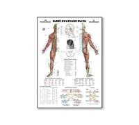 SHINERING Chinese Meridian Poster, Chinese Meridian Canvas Painting Home Decor, Anatomy Human Body Modular Picture, Medical Gift Printing 30Cmx40Cm No Frame