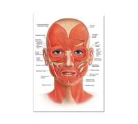 SHINERING Face Canvas Painting Posters And Prints The Body Structure Skeleton Wall Art Nervous System Anatomy Education Poster Medical 40X50Cm Unframed