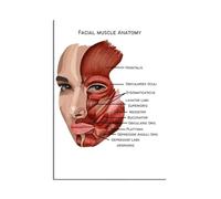 SHINERING Facial Muscle Anatomy Canvas Painting Posters And Prints The Body Structure Skeleton Wall Art Nervous System Anatomy Education Poster Medical 60X80Cm Unframed