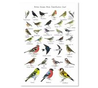 SHINERING Garden Birds Print Poster Birds Identification Chart Wildlife Canvas Painting Wall Art Decor For Living Room 50X70Cm Unframed