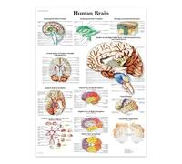 SHINERING Human Brain Canvas Painting Posters And Prints The Body Structure Skeleton Wall Art Nervous System Anatomy Education Poster Medical 60X80Cm Unframed