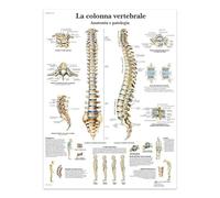 SHINERING La Colonna Vertebrale Canvas Painting Posters And Prints The Body Structure Skeleton Wall Art Nervous System Anatomy Education Poster Medical 40X50Cm Unframed