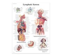 SHINERING Lymphatic System Canvas Painting Posters And Prints The Body Structure Skeleton Wall Art Nervous System Anatomy Education Poster Medical 50X70Cm Unframed