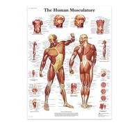 SHINERING The Human Musculature Canvas Painting Posters And Prints The Body Structure Skeleton Wall Art Nervous System Anatomy Education Poster Medical 60X80Cm Unframed