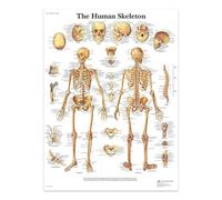 SHINERING The Human Skeleton Canvas Painting Posters And Prints The Body Structure Skeleton Wall Art Nervous System Anatomy Education Poster Medical 60X80Cm Unframed