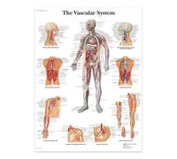 SHINERING The Vascular System Canvas Painting Posters And Prints The Body Structure Skeleton Wall Art Nervous System Anatomy Education Poster Medical 30X40Cm Unframed