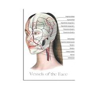 SHINERING Vessels Of The Face Canvas Painting Posters And Prints The Body Structure Skeleton Wall Art Nervous System Anatomy Education Poster Medical 40X50Cm Unframed