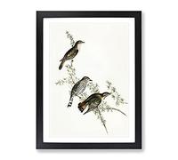 Shining Cuckoo Birds By Elizabeth Gould Vintage Framed Print Black A4 | Wall Art, Ready to Hang, Satin Fine Art Paper, Fade-Resistant Inks, Acrylic Glazing, Securely Packaged, Made in the UK
