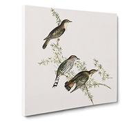 Shining Cuckoos Bird by Elizabeth Gould Canvas Print | Gallery Wrapped 30mm Frame Wall Art | 20x20 inches | Ready to Hang | Retro Animals Picture | Living Room Bedroom Lounge Office