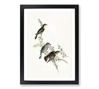 Shining Cuckoos by Elizabeth Gould Framed Print | A2 Black Framed Wall Art | Ready to Hang | Modern Nature Picture | Living Room Bedroom Lounge Office