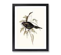 Shining Starling Bird By Elizabeth Gould Vintage Framed Wall Art Print, Ready to Hang Picture for Living Room Bedroom Home Office Décor, Black A3 (34 x 46 cm)