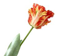 SHINROAD Fake Flower Vivid Tulip artificial flower Decorative 68cm 3D Parrot Tulip Real Touch Plastic Decor for Home Dark Orange