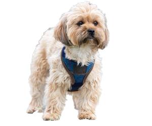 Shires Digby & Fox Tweed Dog Harness (Navy, Medium)