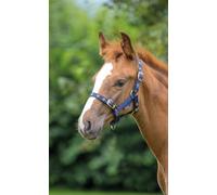 Shires Foal Headcollar Navy - Foal