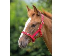 Shires Foal Headcollar Red - Foal