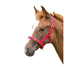 Shires Foal Headcollar Red (Foal/mini)