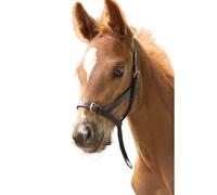 Blenheim Havana Brown Leather Foal Slip - Foal