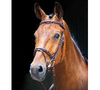 Shires Salisbury Bodenham Flash Bridle - Horse Bridles - Brown - Size: Cob