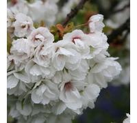 Shirotae Cherry Blossom Tree Prunus Outdoor Ornamental 12L Pot 1.5m - 1.8m Plant Theory Green One Size