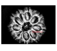 ShivaRatna 9 Mukhi X Ray Certified Rudraksha Bead - Nepal Origin - Hand Picked - Nine Face | Good Shape and Grown Bead |