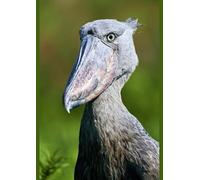 Shoebill Stork Print, Mabamba Swamps, Lake Victoria Uganda - Poster Print A2 (59.4 x 42cm) (18113886)