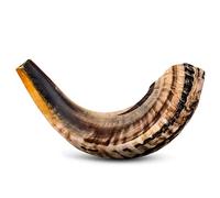 Shofar Horn Instrument - RAM Shofar Angels Musical Instrument - Half Polished/Natural (12-14, Single)