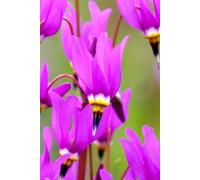 Shooting Star Flower Essence 30ml Dosage Prepared from FES Stock Essences