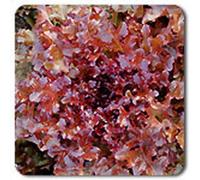Shopvise Lettuce- Red Salad Biondi Organic Heirloom Vegetable 100