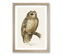Short-Eared Owl by Von Wright Framed Print | A2 Oak Framed Wall Art | Ready to Hang | Modern Animal Picture | Living Room Bedroom Lounge Office