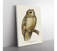 Short Eared Owl By Von Wright Vintage Canvas Wall Art Print Ready to Hang, Framed Picture for Living Room Bedroom Home Office Décor, 60x40 cm (24x16 Inch)