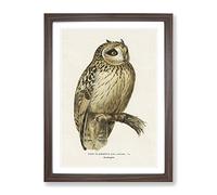 Short Eared Owl By Von Wright Vintage Framed Wall Art Print, Ready to Hang Picture for Living Room Bedroom Home Office Décor, Walnut A3 (34 x 46 cm)