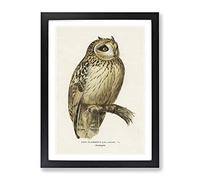 Short Eared Owl By Von Wright Vintage Framed Wall Art Print, Ready to Hang Picture for Living Room Bedroom Home Office Décor, Black A2 (64 x 46 cm)