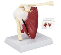 Shoulder Anatomy Model, Anatomical Shoulder Joint Model with Muscle for Medical Teaching Learning Display