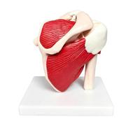 Shoulder Anatomy Model - anatomy model - anatomical muscle structure - PVC Anatomical Muscle Structure Learning Aid - Detailed Joint Study Display - Educational Shoulder Models | for Medical Students
