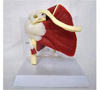 Shoulder Common Model The Right Shoulder Articulation of The Human Shoulder with Muscle Anatomy Model Human Shoulder Ana