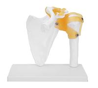 Shoulder Joint Model, 1:1 Life-Size Human Anatomy Shoulder Joint Model Shoulder Blade Model with Ligaments
