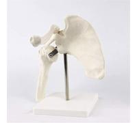 Shoulder Joint Model Educational Model Shoulder Joint Anatomical Model Human Shoulder Blade Anatomy for Science Classroom Study Display Teaching Medical Model