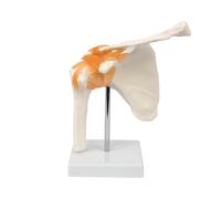 Shoulder Joint Model, Human Body Model Study Model, Ligament Skeletal Structure Anatomical Model for Orthopedics Medical Teaching Learning Educational Tool