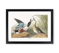 Shoveller Duck by John James Audubon Framed Wall Art Print A2 Black